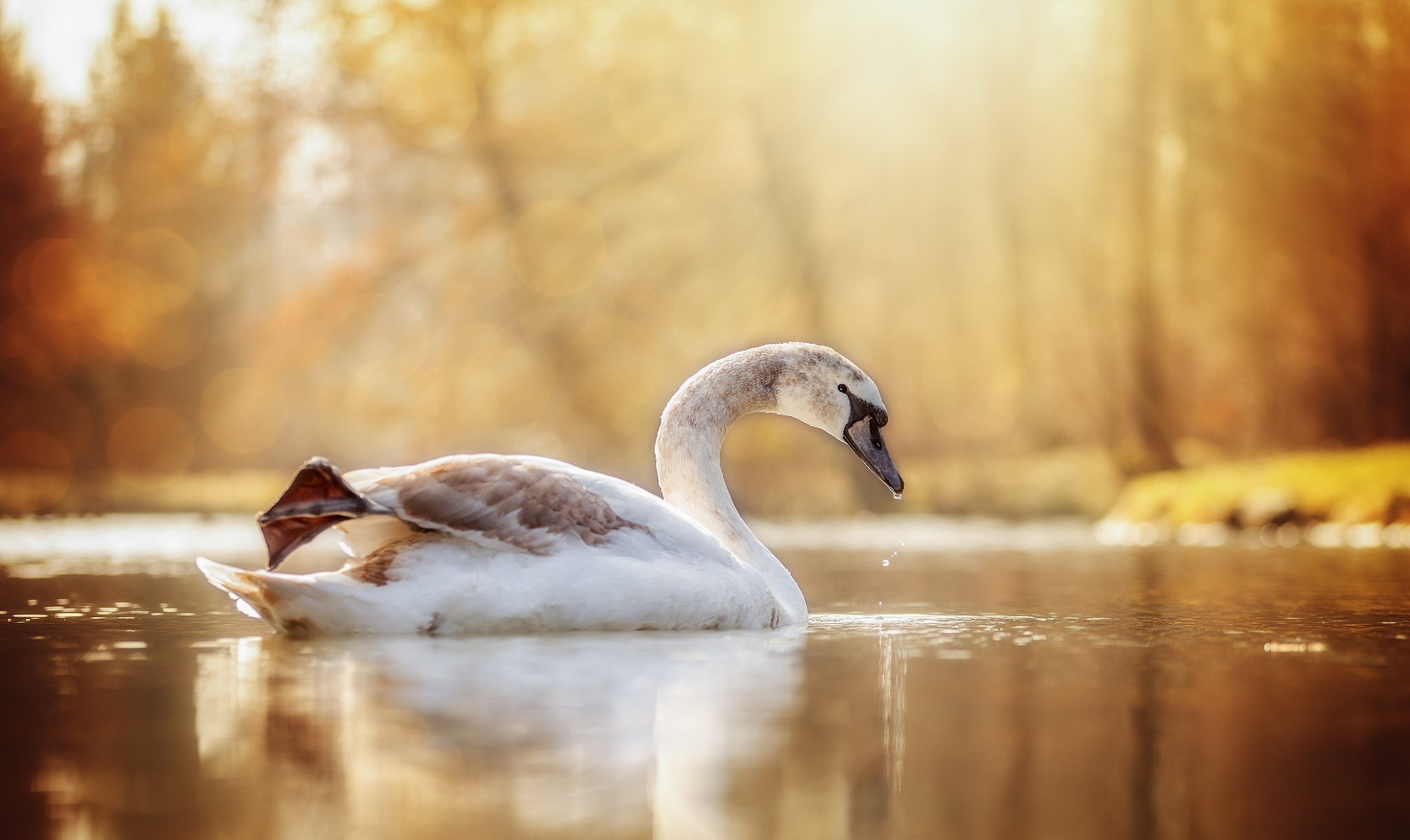 animals birds  swan water Wallpaper