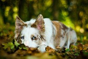 blue eyes dog animals depth of field leaves border collie