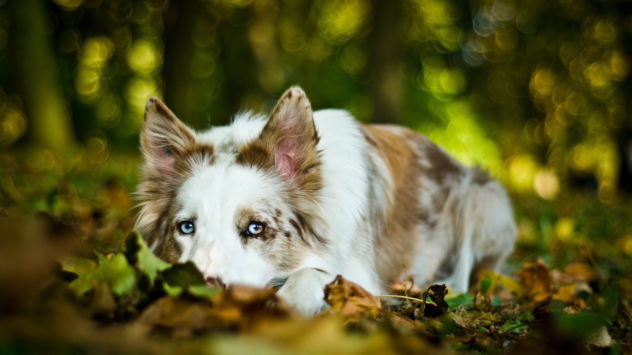 blue eyes dog animals depth of field leaves border collie Wallpaper