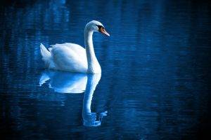 birds blue feathers lake mirror reflections  swan swimming water wildlife peace peaceful