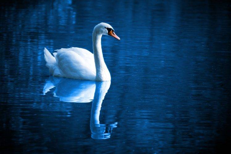 birds blue feathers lake mirror reflections  swan swimming water wildlife peace peaceful HD Wallpaper Desktop Background