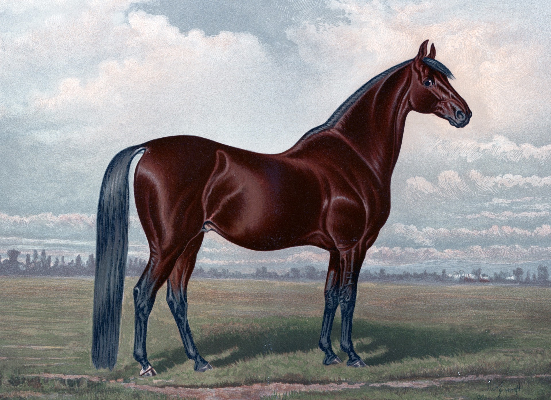 horse equine animals vintage painting brown Wallpaper