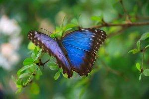 animals blue butterfly colorful green insect leaves macro wildlife wings