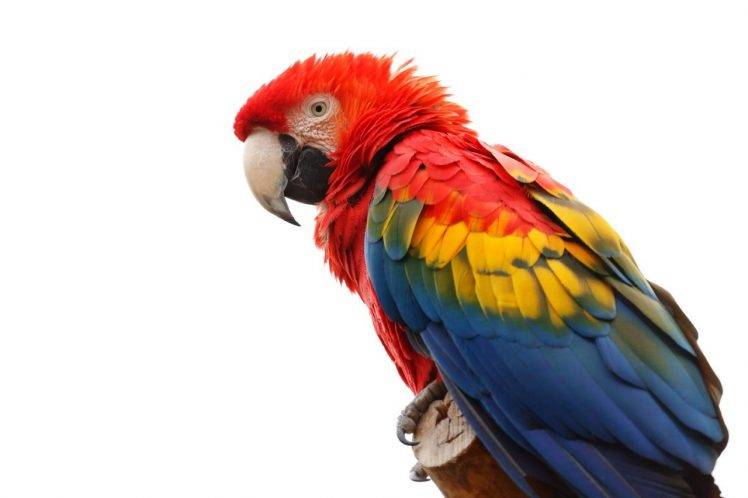 macaws animals beak birds colorful feathers parrot red white wildlife HD Wallpaper Desktop Background