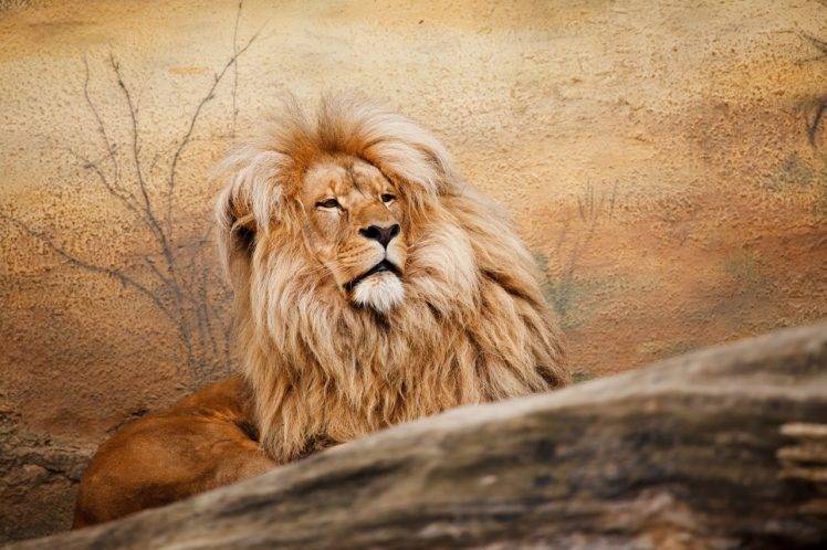face hair animals cat feline fur lion wildlife yellow HD Wallpaper Desktop Background