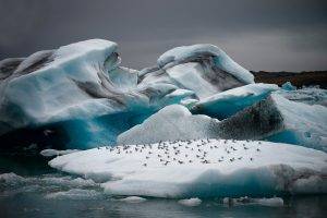 arctic ice animals