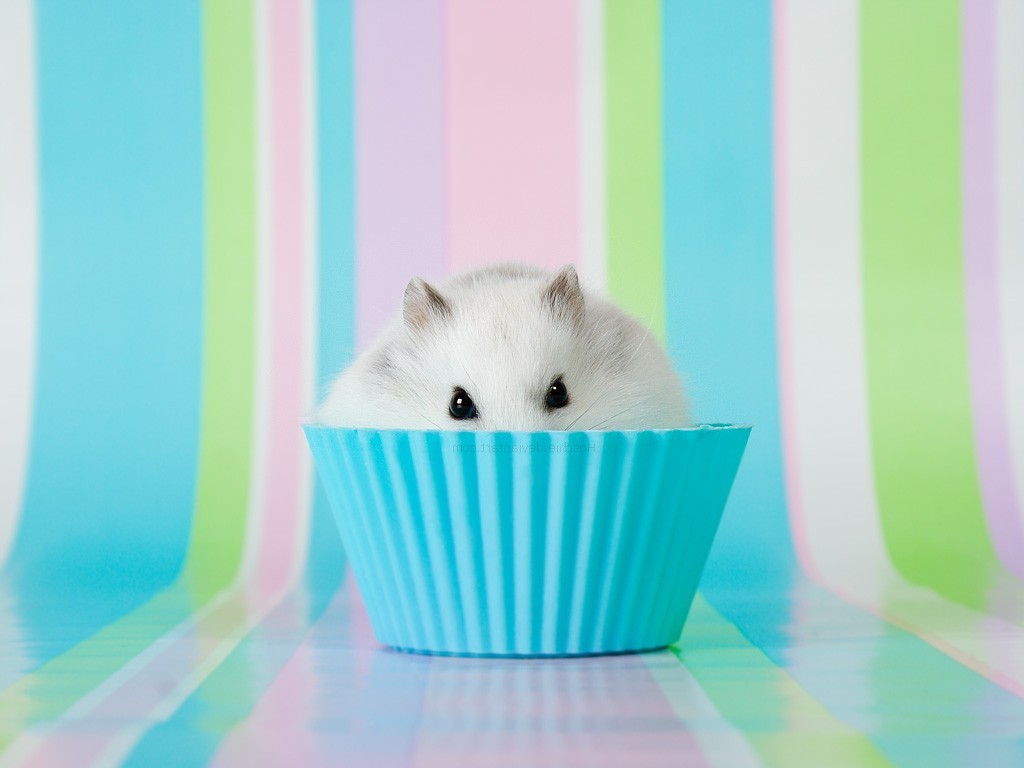 cupcakes hamster animals food Wallpaper