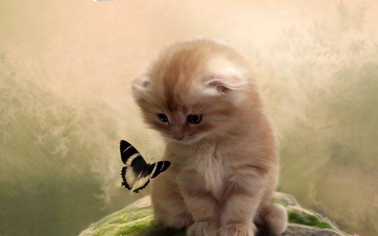 animals butterfly insect cat feline HD Wallpaper Desktop Background