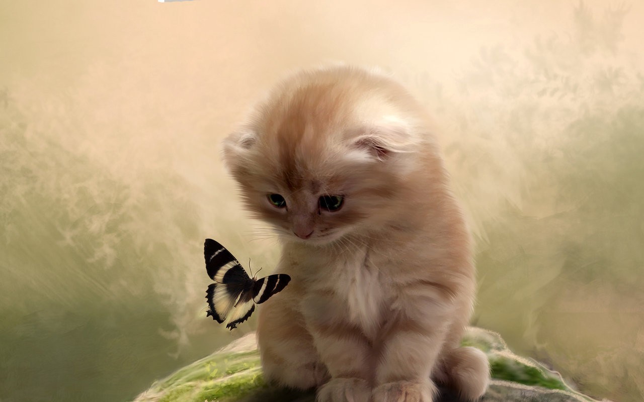 animals butterfly insect cat feline Wallpaper