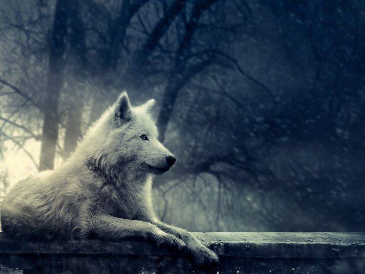 animals wolf trees plants HD Wallpaper Desktop Background