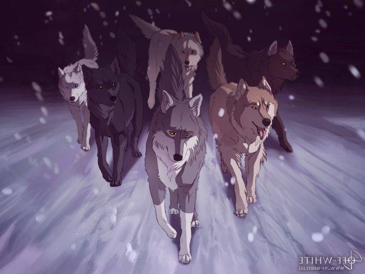 animals wolf snow HD Wallpaper Desktop Background