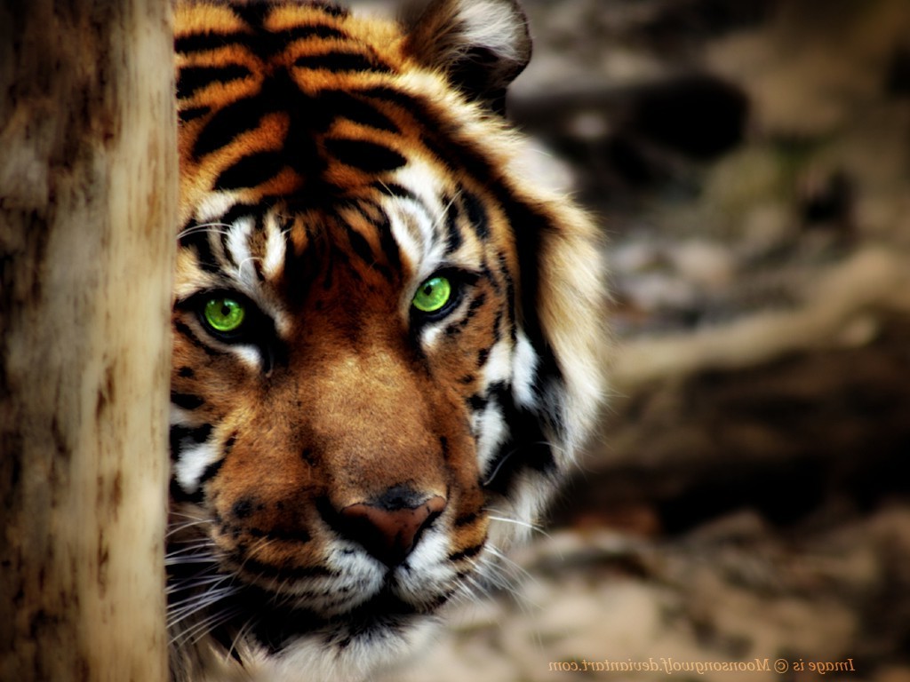 tiger animals cat feline wood Wallpaper
