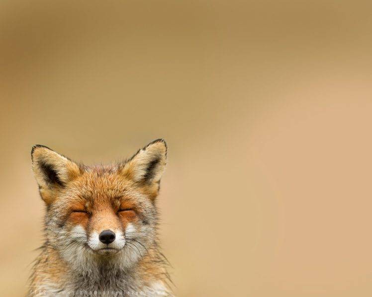 animals fox HD Wallpaper Desktop Background