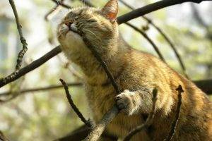 cat branch