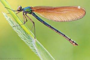 insect animals dragonflies plants leaves