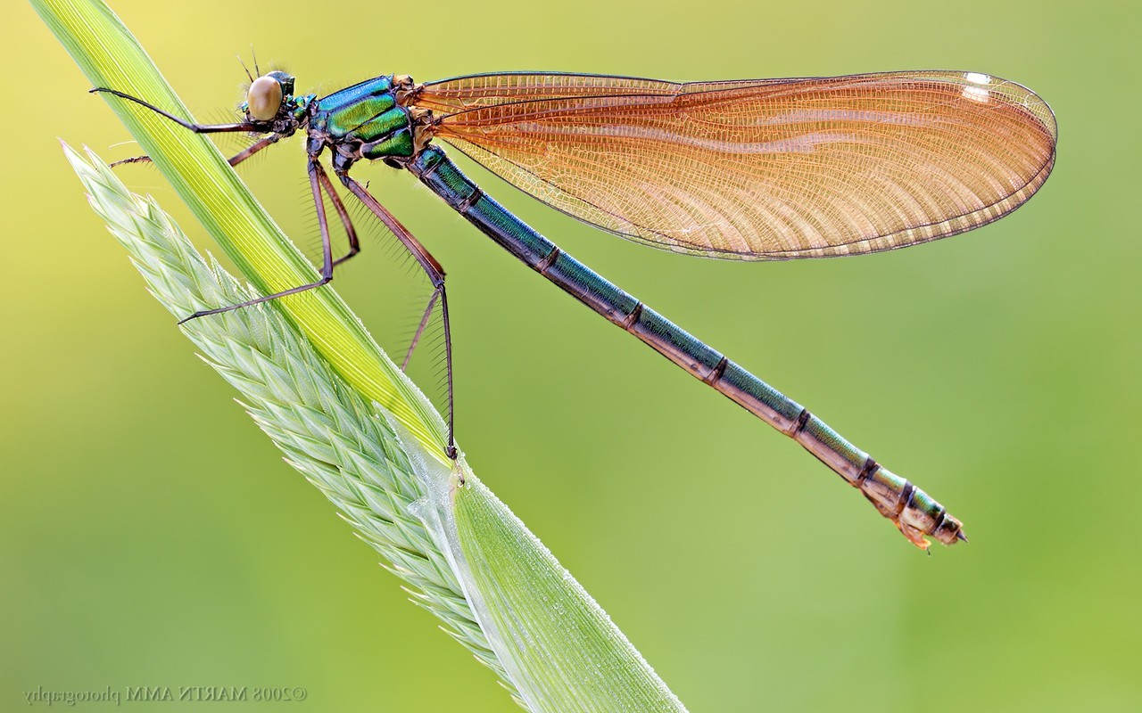insect animals dragonflies plants leaves Wallpaper