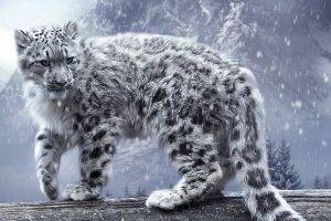 animals cat feline snow leopards snow wood trees pine trees mountains plants