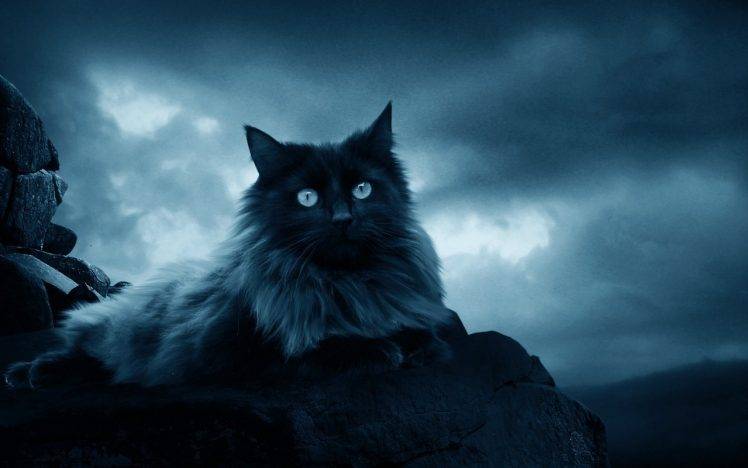 cat animals feline rocks sky clouds HD Wallpaper Desktop Background