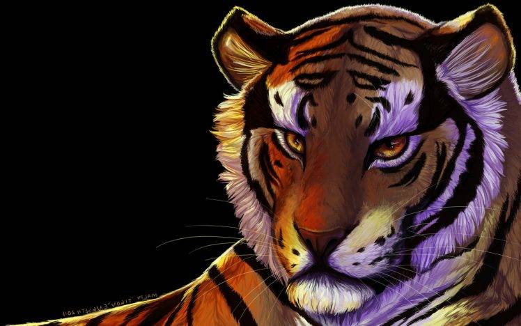 face tiger animals closeup cat big cats feline HD Wallpaper Desktop Background