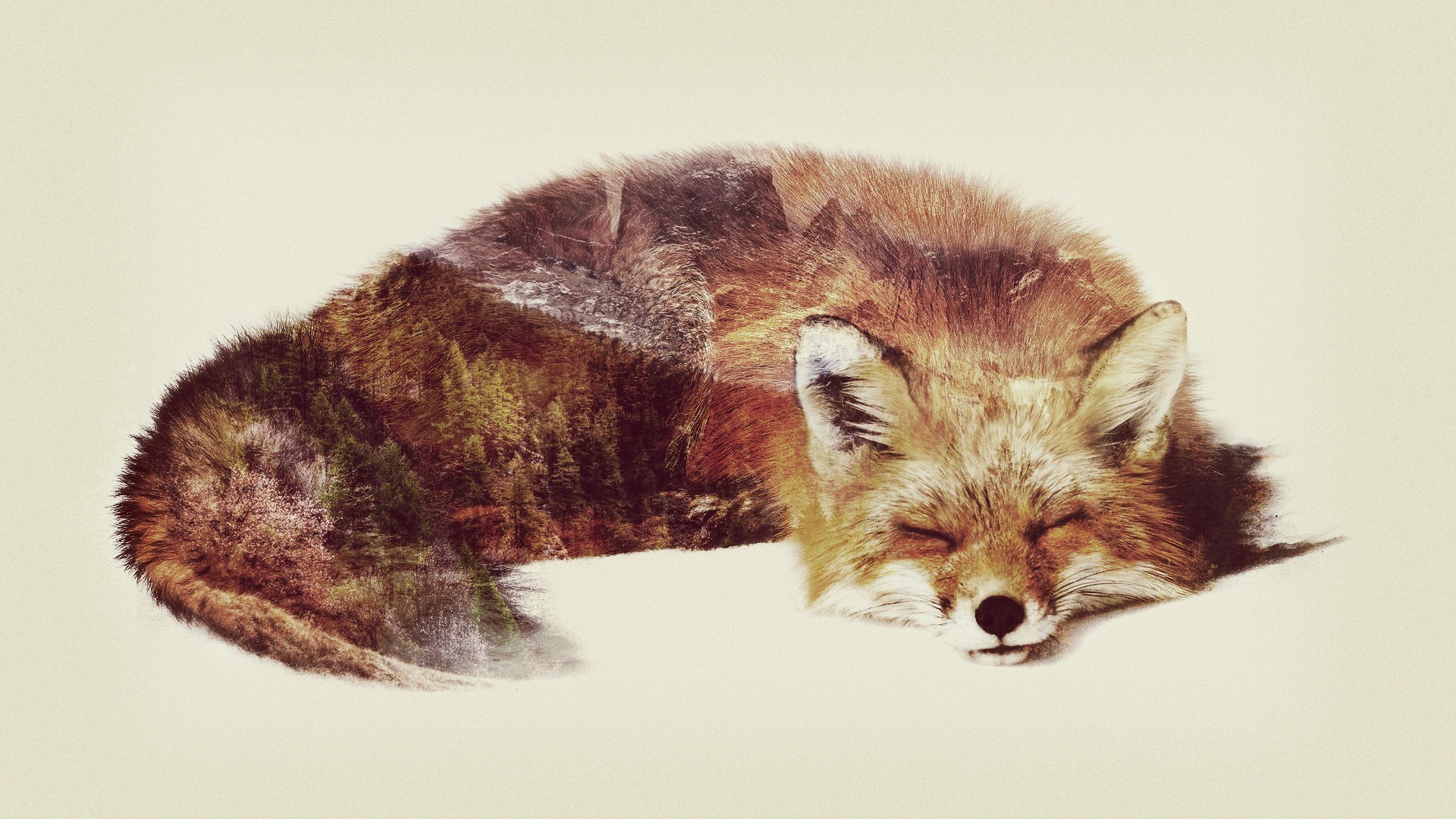 fox double exposure animals Wallpaper