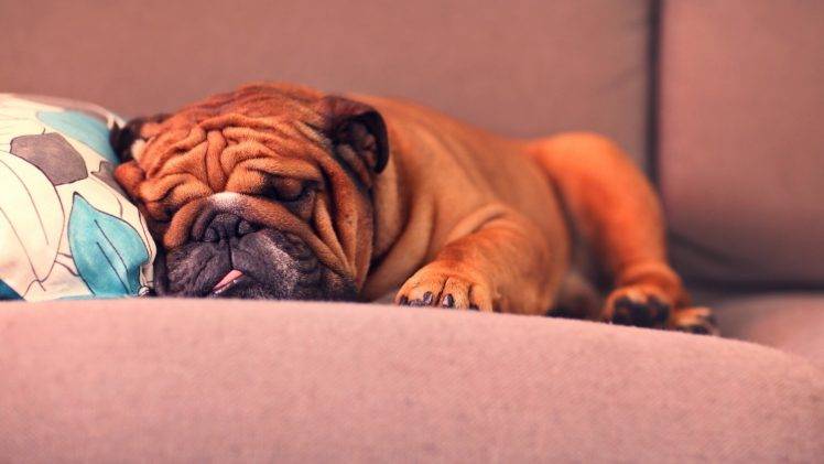 dog animals pet couch sleeping HD Wallpaper Desktop Background