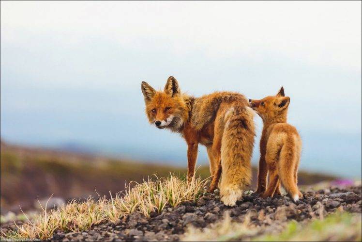kamchatka fox baby animals animals HD Wallpaper Desktop Background