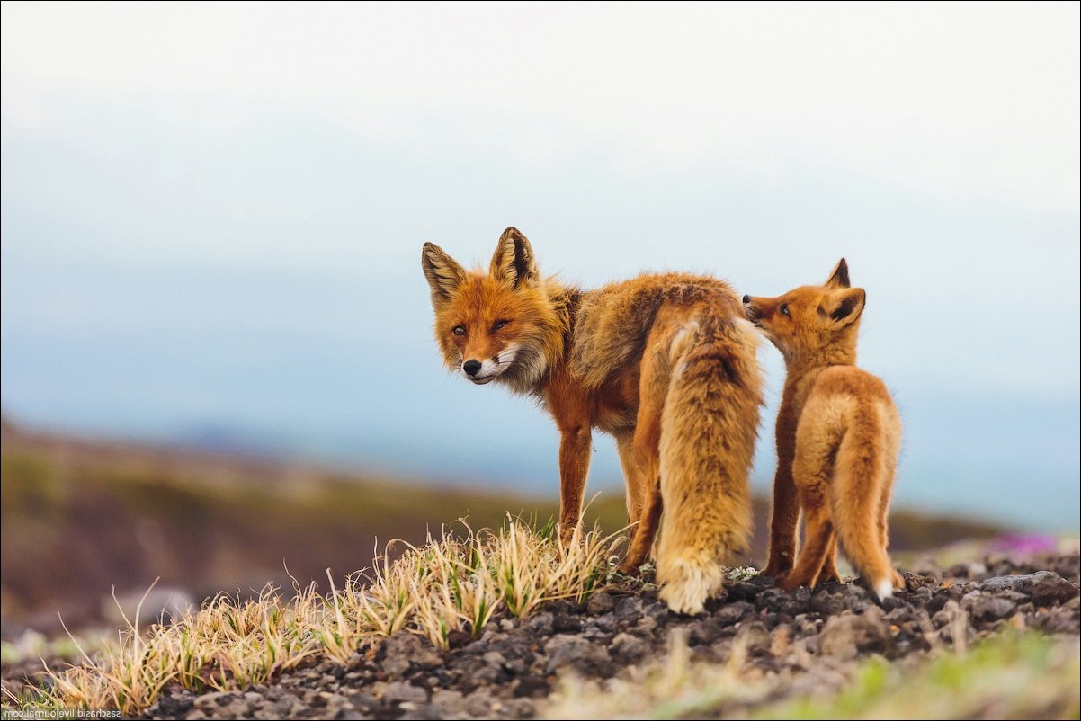 kamchatka fox baby animals animals Wallpaper