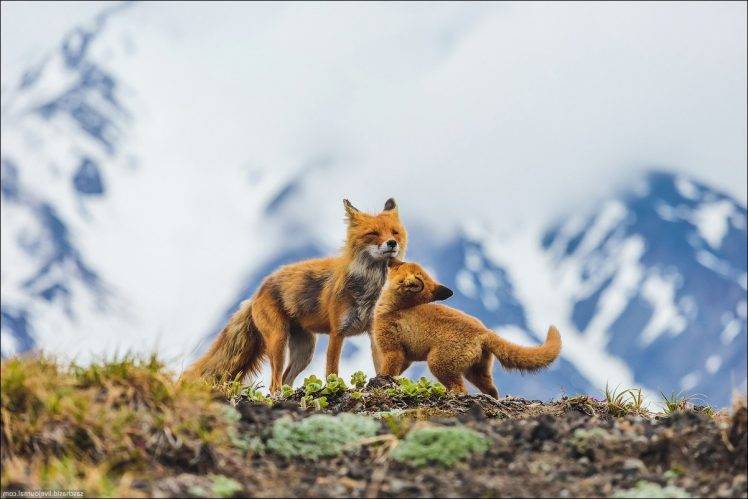 fox animals baby animals playing HD Wallpaper Desktop Background