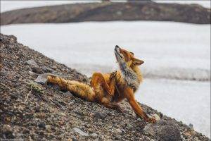 fox animals riverside