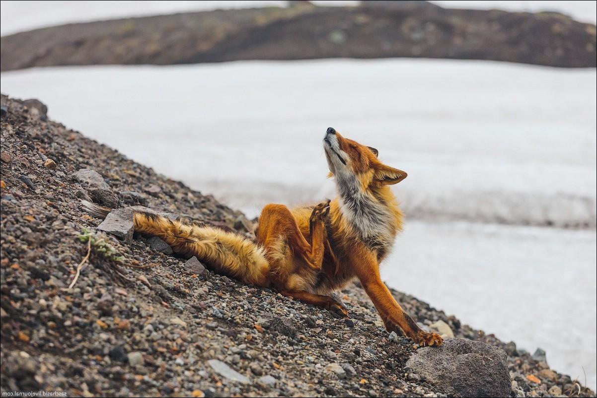 fox animals riverside Wallpaper