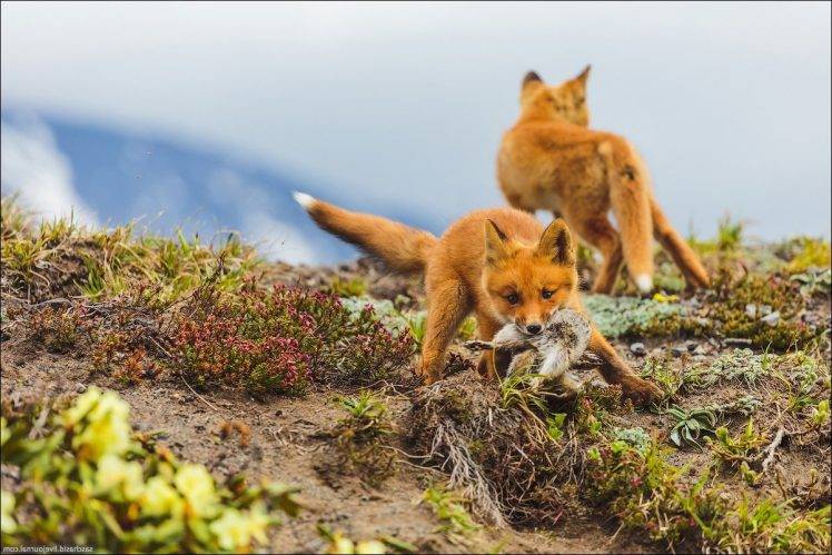 fox animals baby animals HD Wallpaper Desktop Background