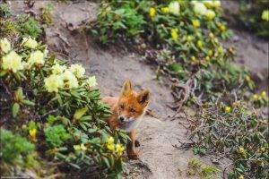 fox animals depth of field yellow flowers baby animals