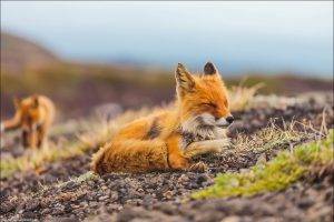 fox animals depth of field
