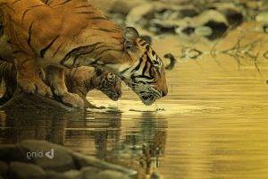 tiger bing wallpapers big cats baby animals water animals