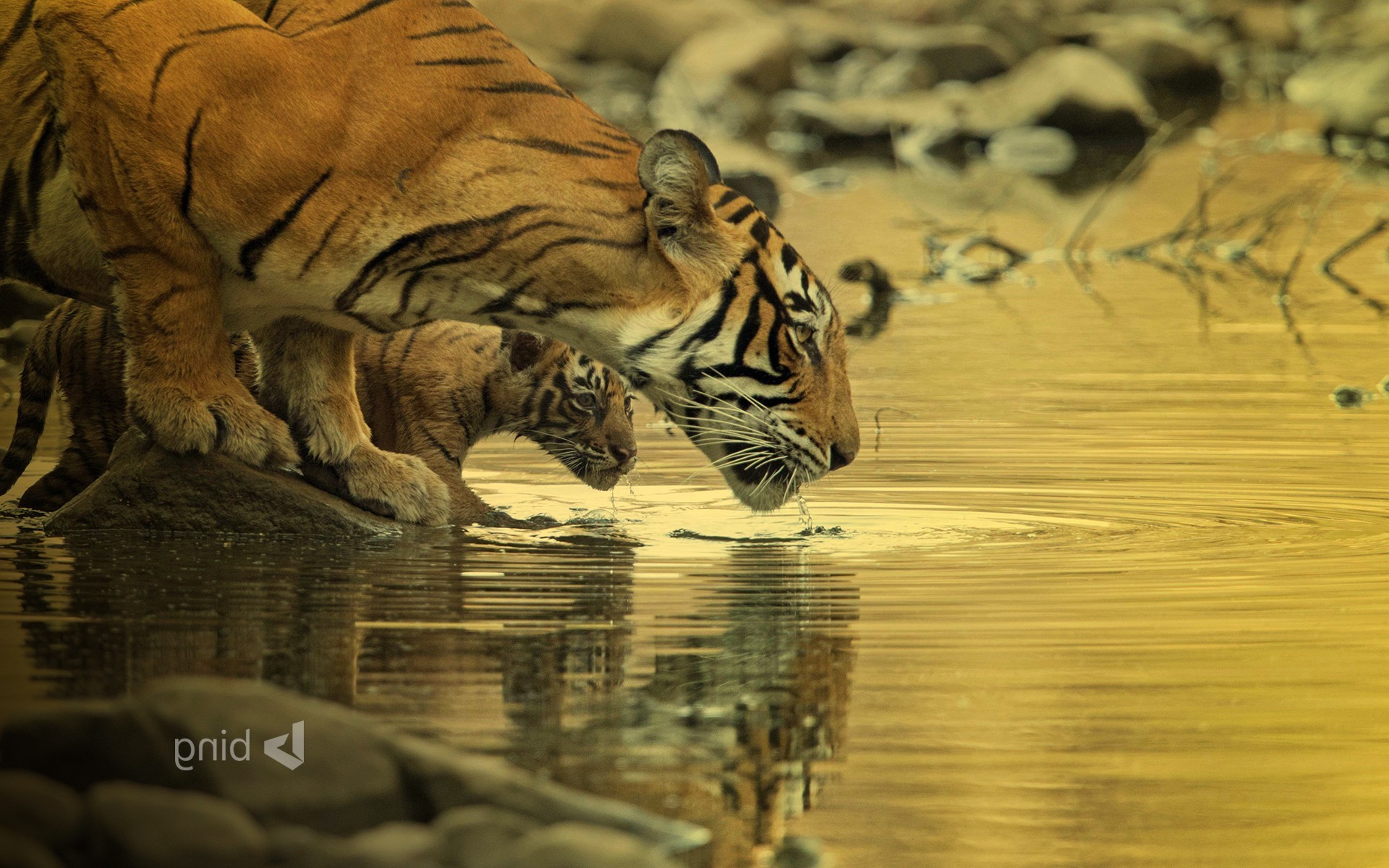 tiger bing wallpapers big cats baby animals water animals Wallpapers HD ...