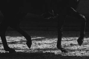 equitation saumur horse horse riding