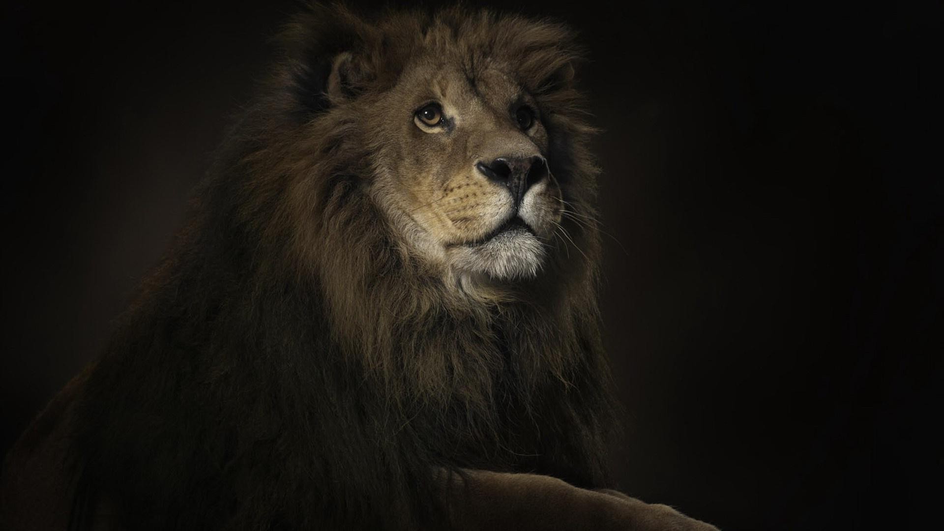 lion animals Wallpaper