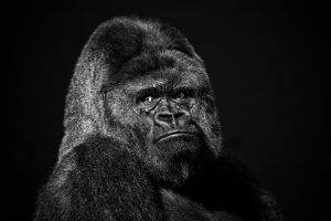 face gorillas black animals