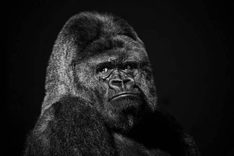 face gorillas black animals HD Wallpaper Desktop Background