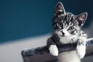 baby cat blurred macro kittens pet
