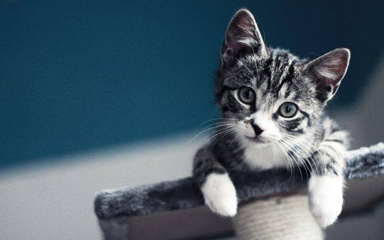 baby cat blurred macro kittens pet HD Wallpaper Desktop Background