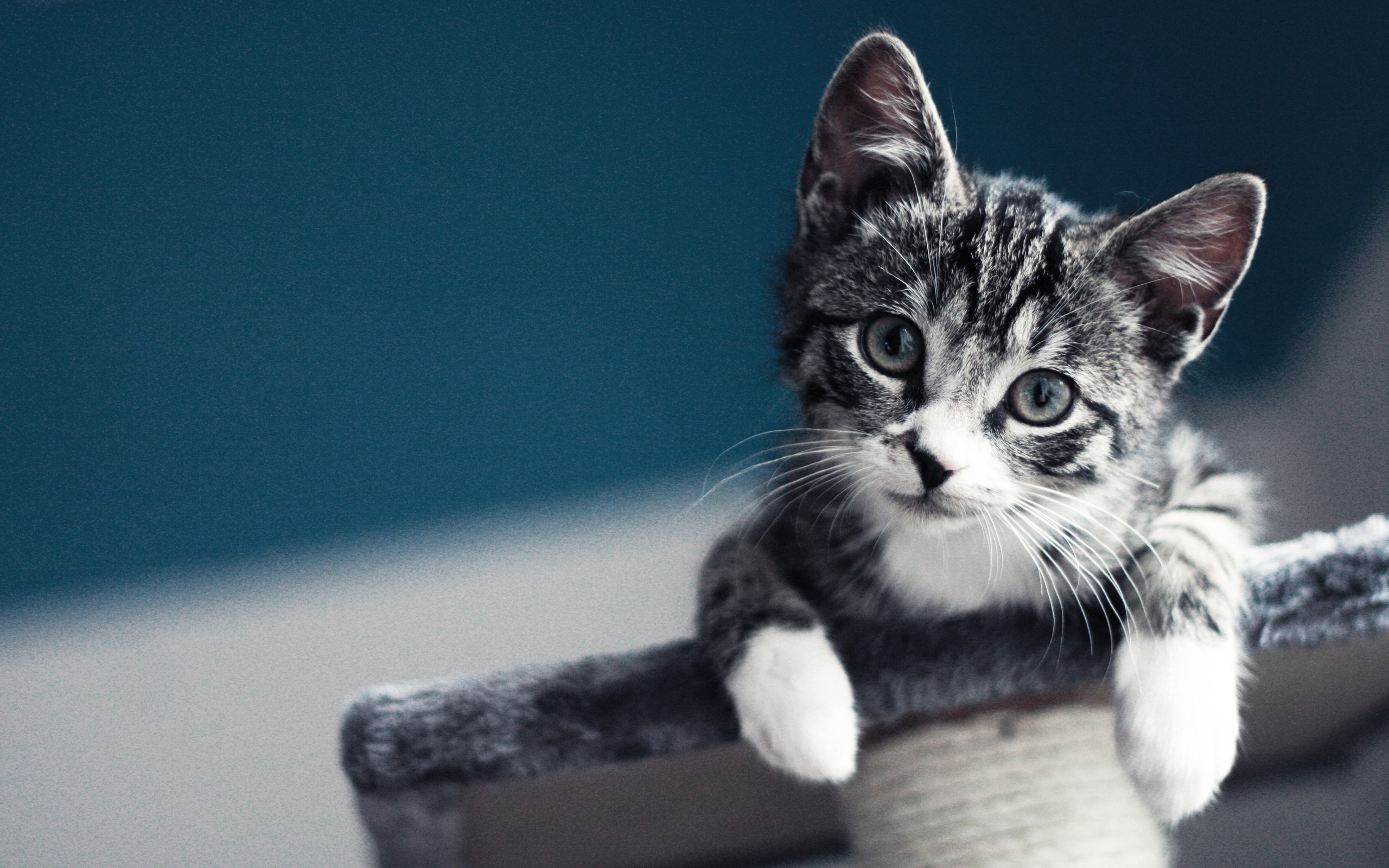 baby cat blurred macro kittens pet Wallpaper