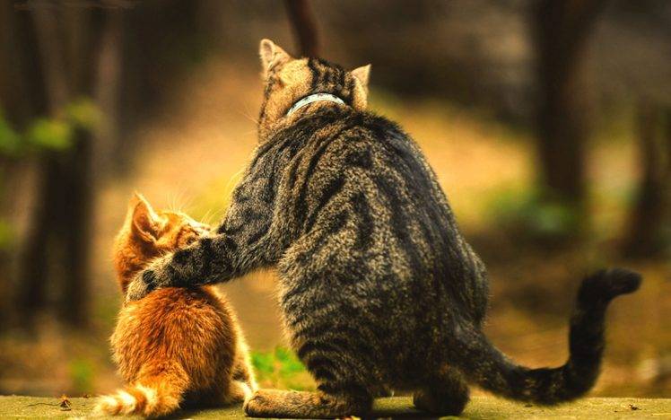 baby cat blurred love animals kittens HD Wallpaper Desktop Background
