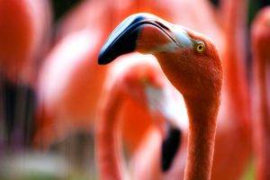 red animals birds flamingos