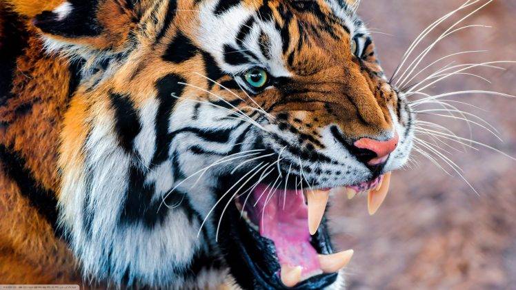 teeth tiger animals HD Wallpaper Desktop Background