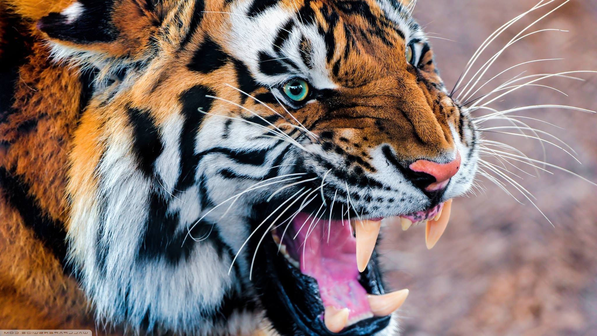 teeth tiger animals Wallpaper