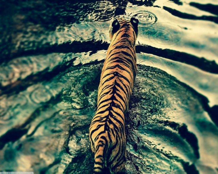 animals tiger water HD Wallpaper Desktop Background