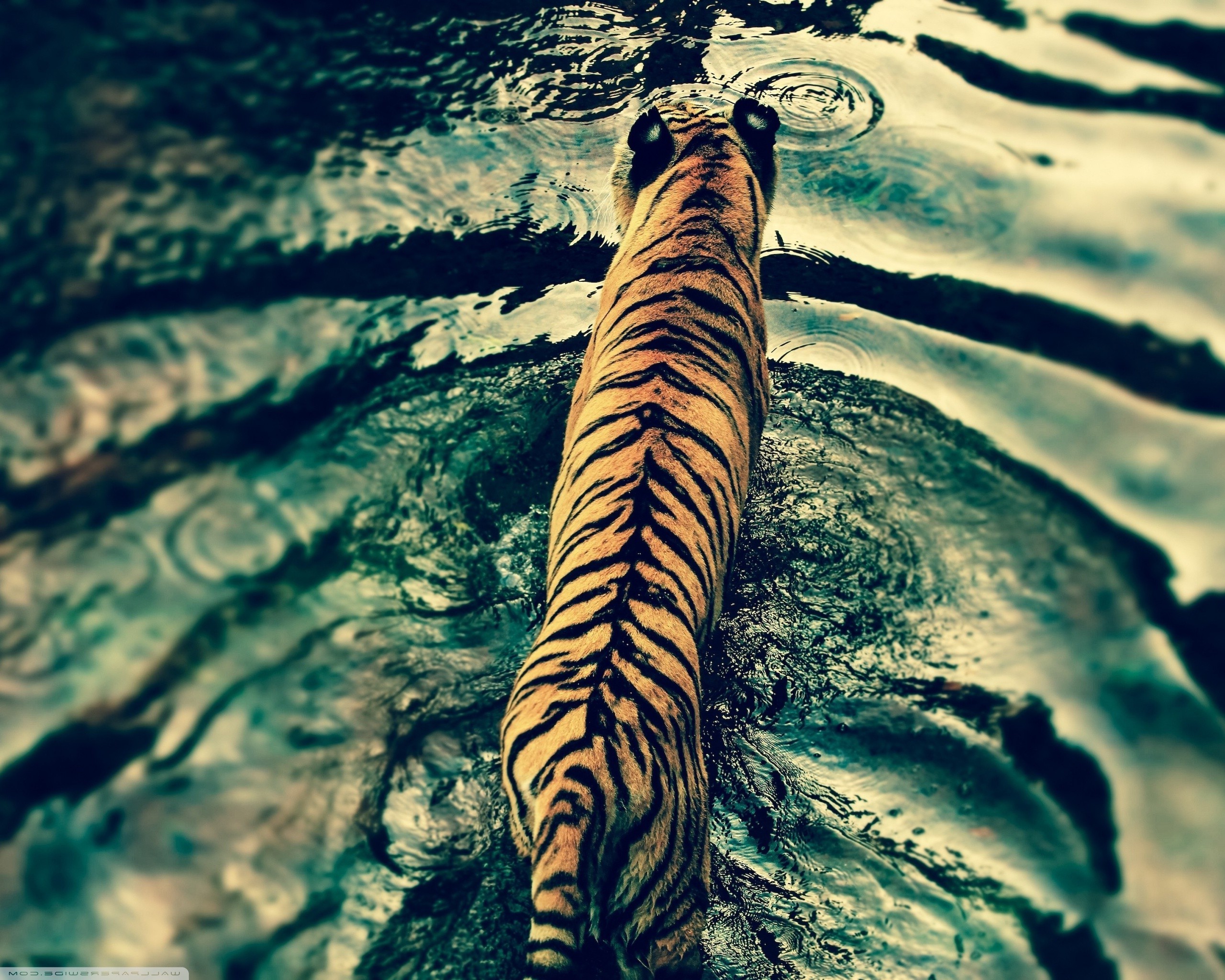 animals tiger water Wallpaper