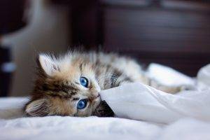 blue eyes ben torode animals cat