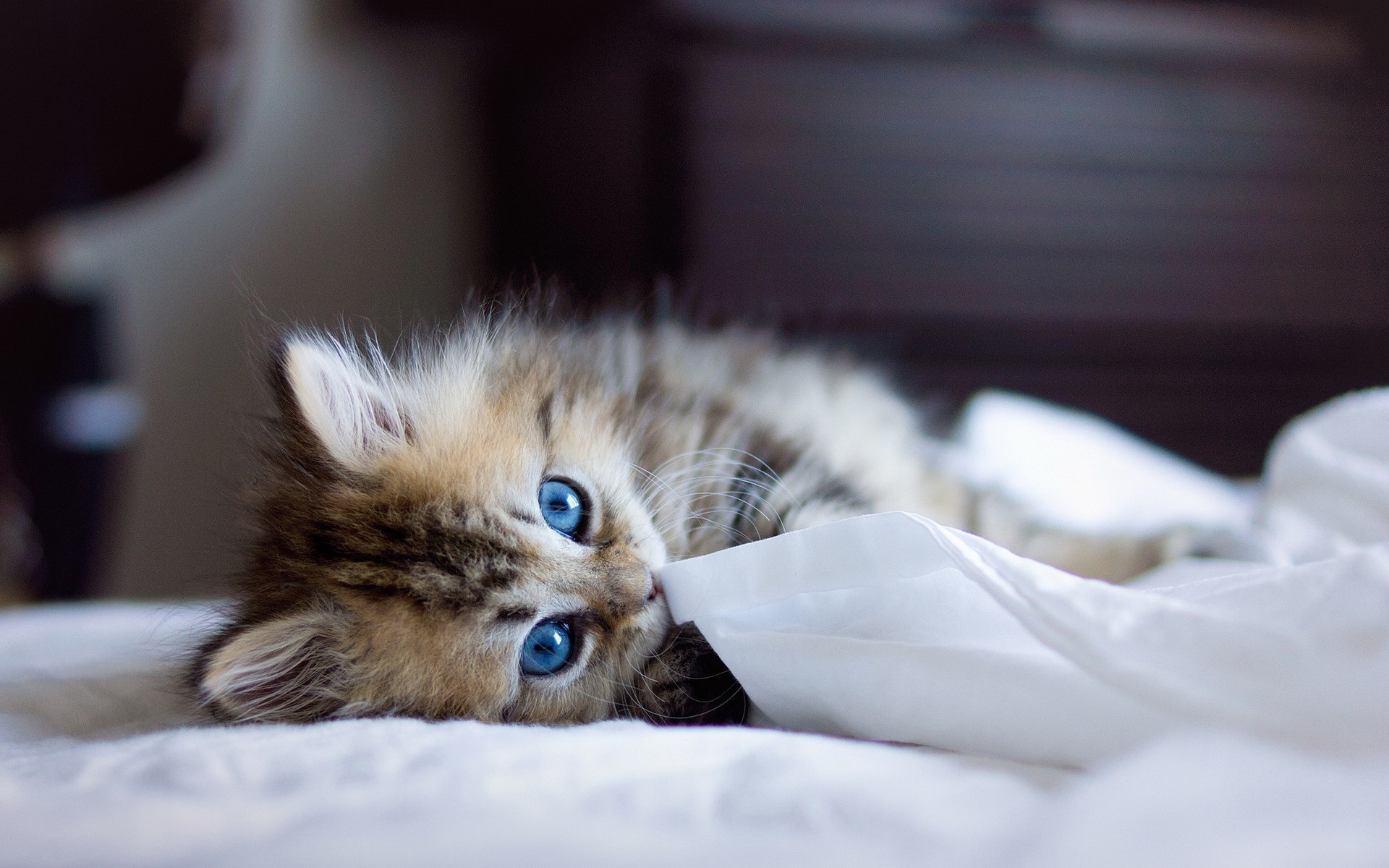 blue eyes ben torode animals cat Wallpaper